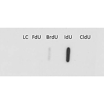 Anti-IdU (MOUSE) Monoclonal Antibody, 100µg, Liquid (sterile filtered)