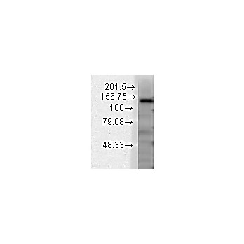 Anti-SLACK potassium channel (MOUSE) Monoclonal Antibody, 100µg, Liquid (sterile filtered)
