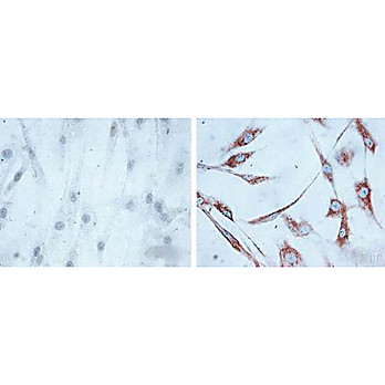 HSP60 Antibody [LK1] 200µg