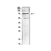 Anti-hLeo1 (RABBIT) Antibody, 100µL, Liquid (sterile filtered)