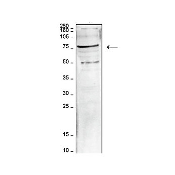 Anti-hLeo1 (RABBIT) Antibody, 100µL, Liquid (sterile filtered)