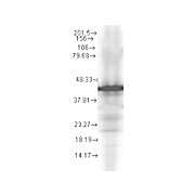 Anti-Hsp40 (YDJ1) (MOUSE) Monoclonal Antibody, 100µg, Liquid (sterile filtered)