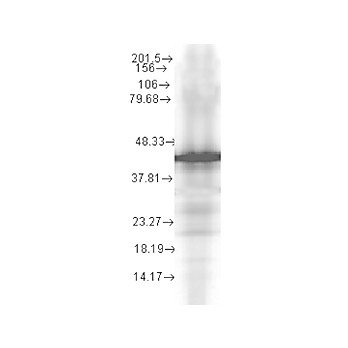 Anti-Hsp40 (YDJ1) (MOUSE) Monoclonal Antibody, 100µg, Liquid (sterile filtered)