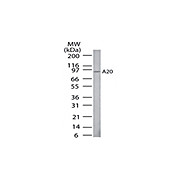 Anti-A20 (MOUSE) Monoclonal Antibody, 100µg, Liquid