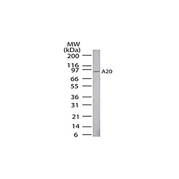 Anti-A20 (MOUSE) Monoclonal Antibody, 100µg, Liquid
