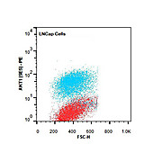 AKT1 RPE Antibody [5E5.F5.D7] 50µg