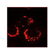 Anti-SARS-CoV Nonstructural Protein 13 (nsp13) (RABBIT) Antibody, 100µL, Liquid (sterile filtered)