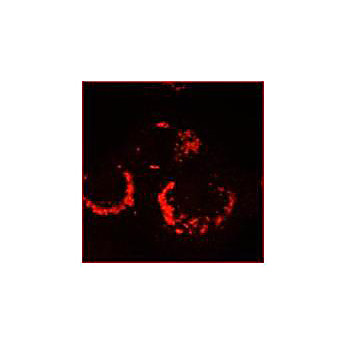 Anti-SARS-CoV Nonstructural Protein 13 (nsp13) (RABBIT) Antibody, 100µL, Liquid (sterile filtered)