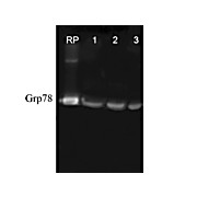 Anti-GRP78 (RABBIT) Antibody, 200µL, Liquid (sterile filtered)