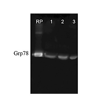 Anti-GRP78 (RABBIT) Antibody, 200µL, Liquid (sterile filtered)