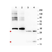 Anti-NAG-1 (C-terminal specific) (MOUSE) Monoclonal Antibody, 100µg, Liquid (sterile filtered)