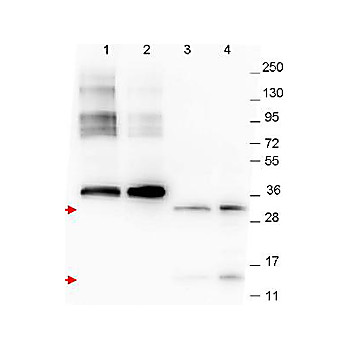 Anti-NAG-1 (C-terminal specific) (MOUSE) Monoclonal Antibody, 100µg, Liquid (sterile filtered)