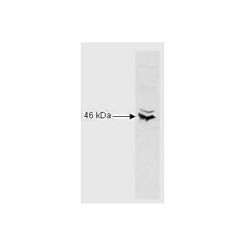 Anti-RFX5 (N-terminal) (RABBIT) Antibody, 100µL, Liquid (sterile filtered)