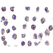 Anti-DC-SIGN (MOUSE) Antibody, 100µg, Liquid (sterile filtered)