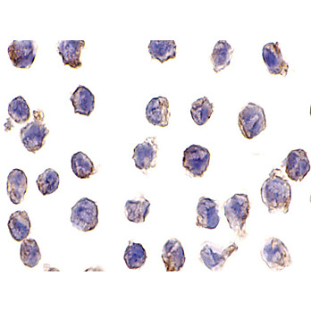 Anti-DC-SIGN (MOUSE) Antibody, 100µg, Liquid (sterile filtered)
