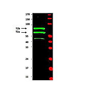 Anti-Cyclin T2 (RABBIT) Antibody, 100µL, Liquid (sterile filtered)