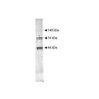 Anti-ALCOHOL DEHYDROGENASE (Yeast) (RABBIT) Antibody, 2mL, Lyophilized