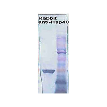 Anti-HSP40 (HDJ1) (RABBIT) Antibody, 100µL, Liquid (sterile filtered)