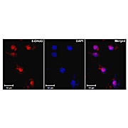 Anti-8-Hydroxy Guanine (MOUSE) Monoclonal Antibody, 100µg, Liquid (sterile filtered)