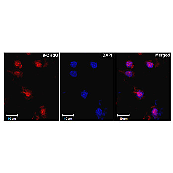 Anti-8-Hydroxy Guanine (MOUSE) Monoclonal Antibody, 100µg, Liquid (sterile filtered)