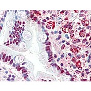 Anti-cKrox (RABBIT) Antibody, 100µL, Lyophilized