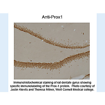 Anti-PROX1 (Mouse) Monoclonal Antibody, 100µL, Liquid