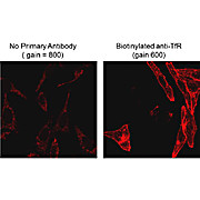 Anti-BIOTIN (MOUSE) Monoclonal Antibody, 25µL, Liquid (sterile filtered)