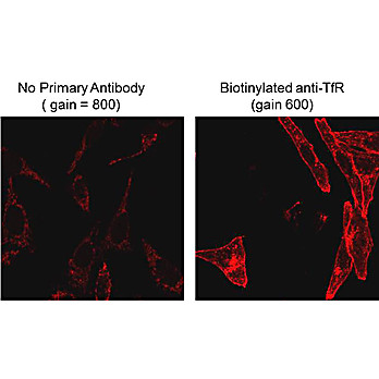 Anti-BIOTIN (MOUSE) Monoclonal Antibody, 25µL, Liquid (sterile filtered)