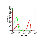 CD3 [OKT3] Phycoerythrin Antibody 500µL