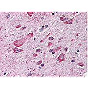 Anti-Cul1 (C-terminal specific) (RABBIT) Antibody, 100µL, Liquid (sterile filtered)
