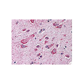Anti-Cul1 (C-terminal specific) (RABBIT) Antibody, 100µL, Liquid (sterile filtered)