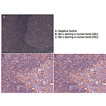 Anti-Sts-1 (RABBIT) Antibody, 100µg, Liquid (sterile filtered)