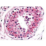 Anti-NRF1 (RABBIT) Antibody, 500µg, Liquid (sterile filtered)