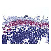 Anti-Apoptosis Inducing Factor (AIF) (RABBIT) Antibody, 100µg, Liquid (sterile filtered)
