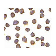 Anti-FLIP alpha (RABBIT) Antibody, 100µg, Liquid (sterile filtered)