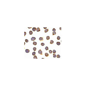 Anti-FLIP alpha (RABBIT) Antibody, 100µg, Liquid (sterile filtered)