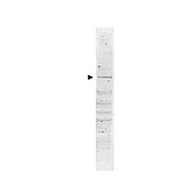 Anti-POLK (DNA polymerase kappa) (GOAT) Antibody, 100µg, Liquid (sterile filtered)