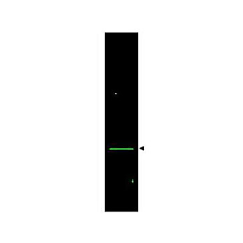 Anti-VDAC/Porin (RABBIT) Antibody, 200µg, Liquid (sterile filtered)