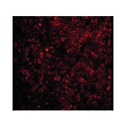 Anti-BAD (RABBIT) Antibody, 100µg, Liquid (sterile filtered)