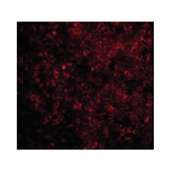 Anti-BAD (RABBIT) Antibody, 100µg, Liquid (sterile filtered)