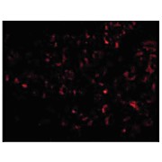 Anti-Albumin (CHICKEN) Antibody, 100µg, Liquid (sterile filtered)