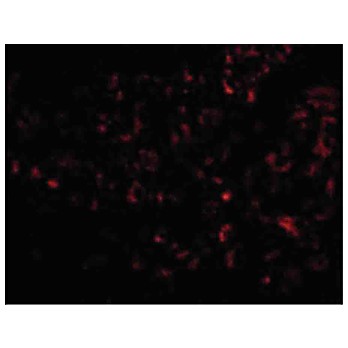 Anti-Albumin (CHICKEN) Antibody, 100µg, Liquid (sterile filtered)