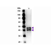 Anti-OVALBUMIN (Hen Egg White) (RABBIT) Antibody Peroxidase Conjugated, 25µL, Liquid (sterile filtered)