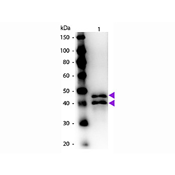 Anti-OVALBUMIN (Hen Egg White) (RABBIT) Antibody Peroxidase Conjugated, 25µL, Liquid (sterile filtered)