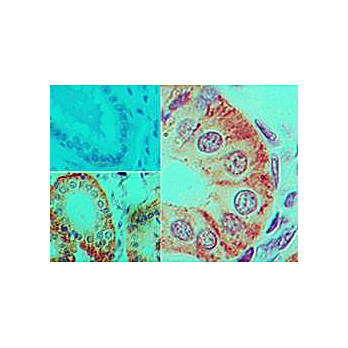 hu Anti-IL-17F Biotin [4H1629.1] 100µg