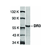 DR3 Antibody nterm 100µg