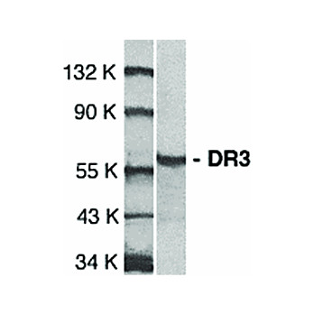DR3 Antibody nterm 100µg