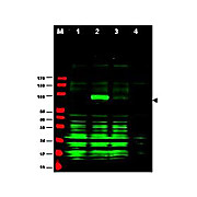 Anti-AJUBA (RABBIT) Antibody, 100µg, Liquid (sterile filtered)