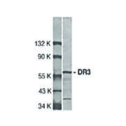 DR3 Antibody cterm 100µg