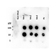 Histone H3 K27 methyl Antibody 50µg
